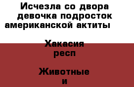 Исчезла со двора девочка-подросток американской актиты.   - Хакасия респ. Животные и растения » Пропажи и находки   . Хакасия респ.